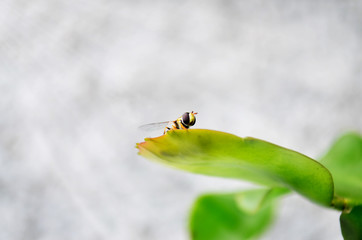 Ready To Fly