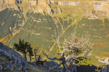Otoño en los Pirineos
