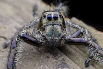 Super macro male Hyllus diardi or Jumping spider