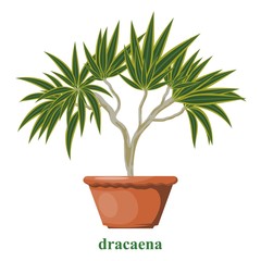 Color image of dracene in a clay pot on a white background. Isolated object. Dracaena in Cartoon style. Vector illustration