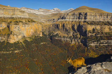 Naklejka premium Otoño en los Pirineos