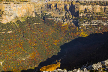 Obraz premium Otoño en los Pirineos