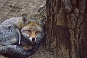 Pequeño zorro en una reserva