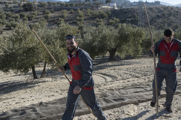 olive oil olives collection by workers. Black oilives harvest, 30s and 20s men.