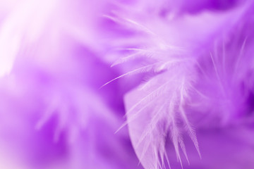 Close Up purple feather .Image use for background texture, abstract