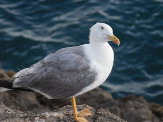 Fototapeta na wymiar Seagull in Cascais