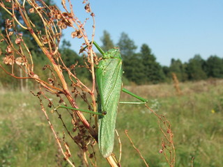 konik polny zielony (grasshopper) © Wojciech