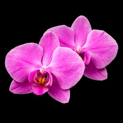 Naklejka na ściany i meble Beautiful violet flowers of orchid isolated on black background