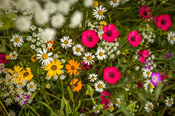 Wildblumenwiese