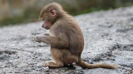 Japanese Macaque Monkeys