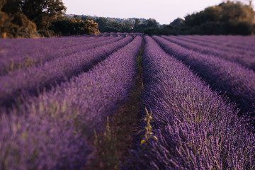 Fototapeta na wymiar Stunning lavender field in Provence during the afterglow, summer colourful landscape
