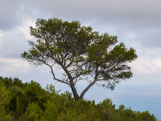 Árbol solitario en la Sierra de Irta junto al mar Mediterráneo. Castellón. España