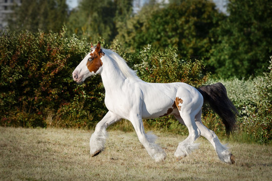 Pinto horse running trot on the field by summer