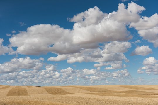 Cumulus cloud over wheat field