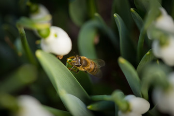 Bee among leaves of white snowdrops flowers (Galanthus nivalis) in the forest.