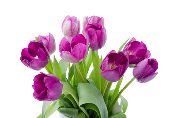 Lila Tulpen, Strauß