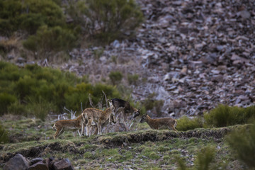 Muflones en los Pirineos