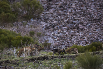 Muflones en los Pirineos