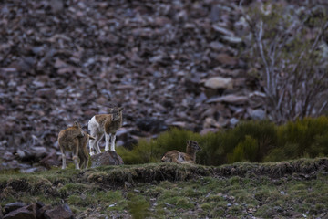 Muflones en los Pirineos