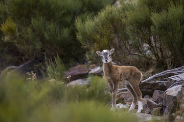 Muflones en los Pirineos