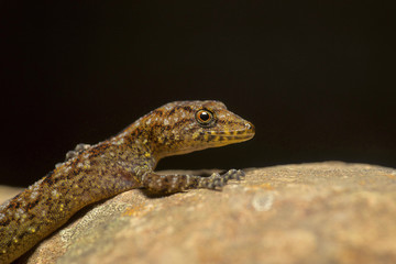 Giri's Day Gecko, Cnemaspis girii, Kaas, Maharashtra, India