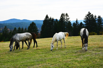 Fototapeta na wymiar horses on the mountain pasture, autumn landscapes 