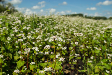 Obraz na płótnie Canvas Blooming buckwheat. Buckwheat field on a summer sunny day.