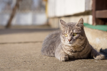 Naklejka na ściany i meble Beautyfull young gray male cat on concrete