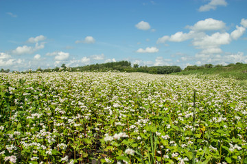 Blooming buckwheat. Buckwheat field on a summer sunny day.