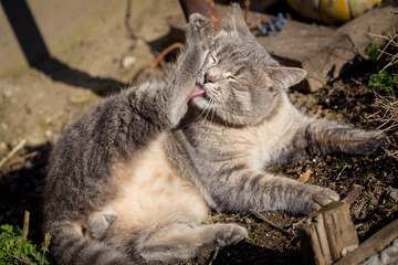 Beautyfull young gray male cat on ground