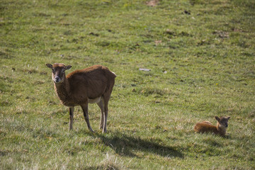 Muflones en los Pirineos