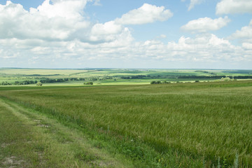 The beauty of Russian fields. Picturesque summer view.