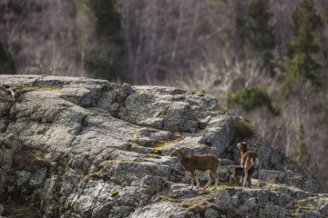 Muflones en los Pirineos