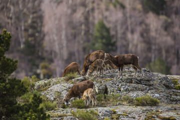 Muflones en los Pirineos