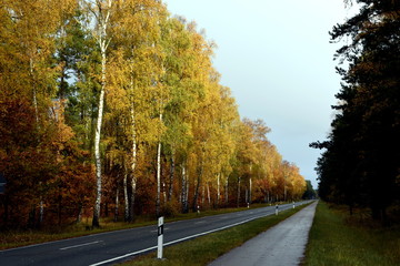 Obraz premium Birken an der Landstraße