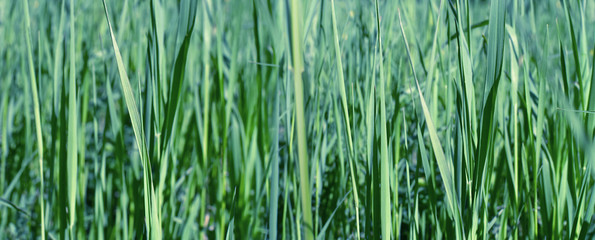 Grass. Fresh green grass selective focus