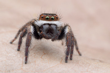 Super macro Jumping spider or Carrhotus viduus on leaf