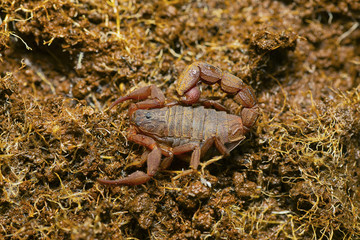 Hottentotta rugiscutis Scorpiones: Buthidae