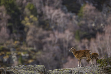 Naklejka premium Muflones en los Pirineos