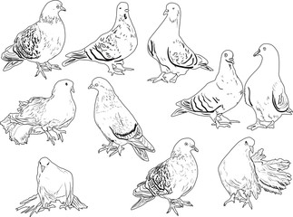 ten pigeon outlines collection on white