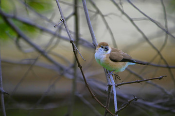 Indian silverbill or white-throated munia, Euodice malabarica, Jaisalmer