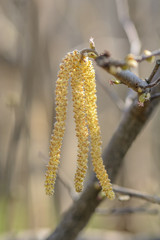 Hazelnut tree flowers