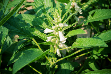 Sesame field background in China
