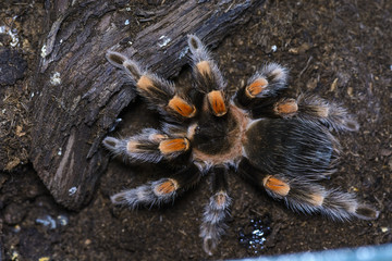 tarantula