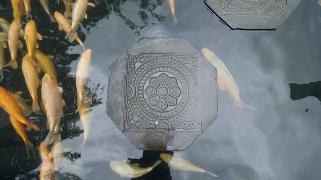 Japanese Koi Carp Fishes Swimming in Pond at Palace Tirta Gangga on Bali island, Indonesia. 4K.