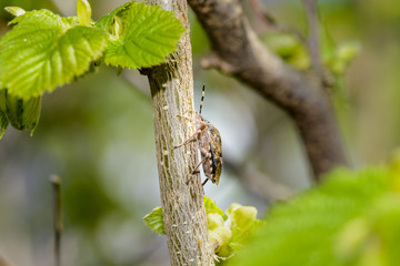 true bugs on a branch