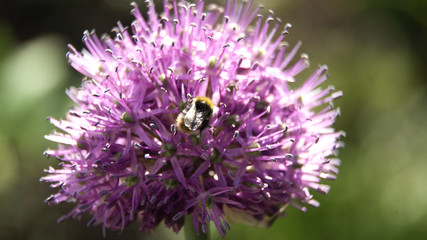 Bee on purple flower. Bee collects nectar from a flower in sunny summer day,macro. Honeybee on Flower.