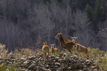 Muflones de los Pirineos