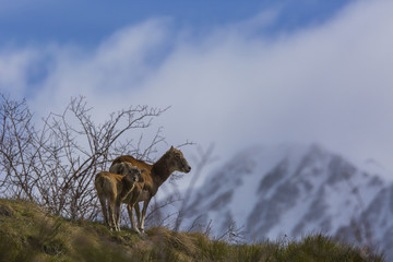 Muflones de los Pirineos