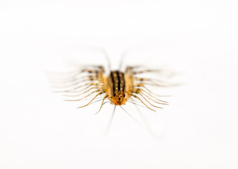 Scutigera coleoptrata. The Flycatcher. Centipede flycatcher insect predator